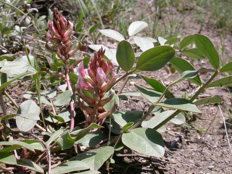 Astragalus holophyllus photo 3