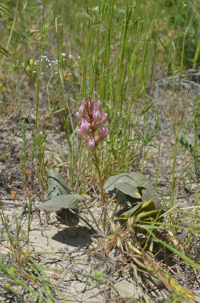 Astragalus holophyllus photo 4