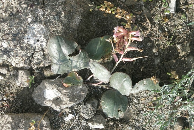 Astragalus holophyllus photo 5