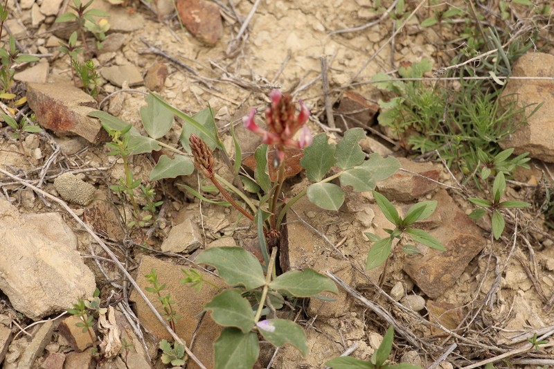 Astragalus holophyllus photo 6