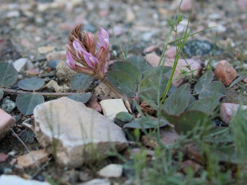 Astragalus holophyllus photo 7