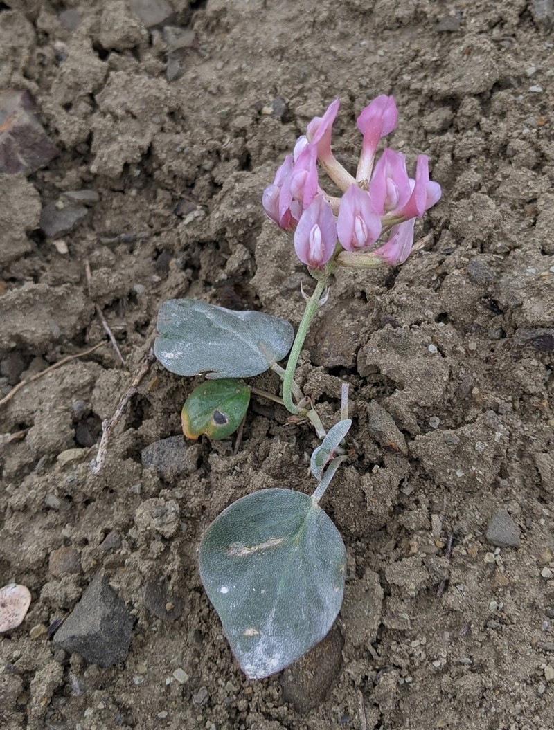 Astragalus holophyllus photo 8