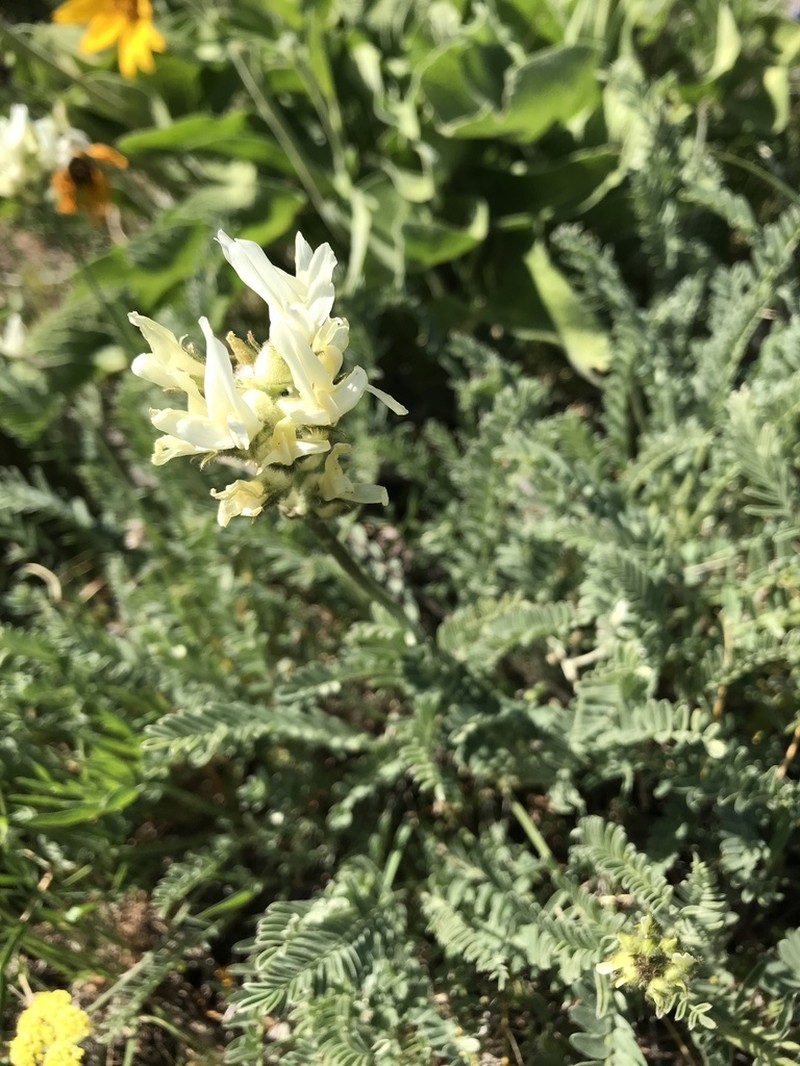 Hood River Milkvetch