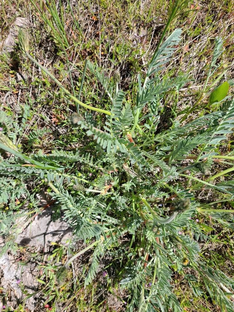 Hood River Milkvetch photo 2