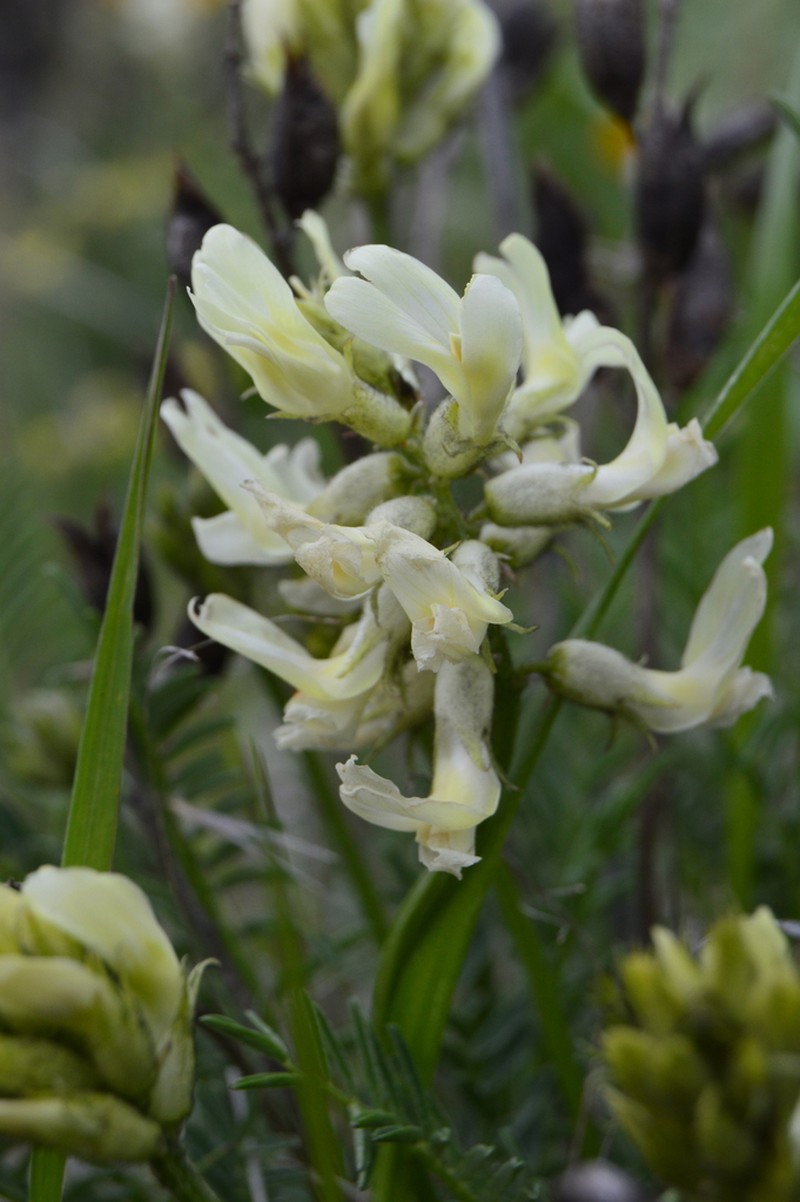 Hood River Milkvetch photo 3