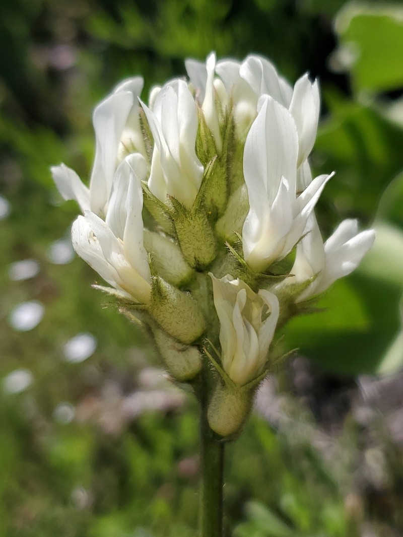 Hood River Milkvetch photo 4