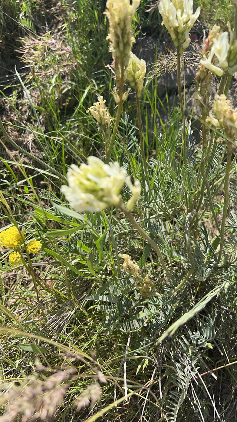 Hood River Milkvetch photo 5