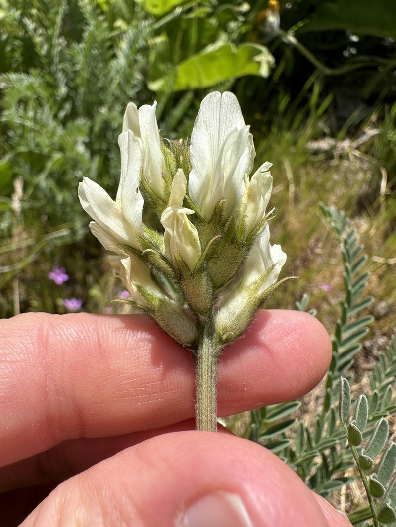 Hood River Milkvetch photo 6
