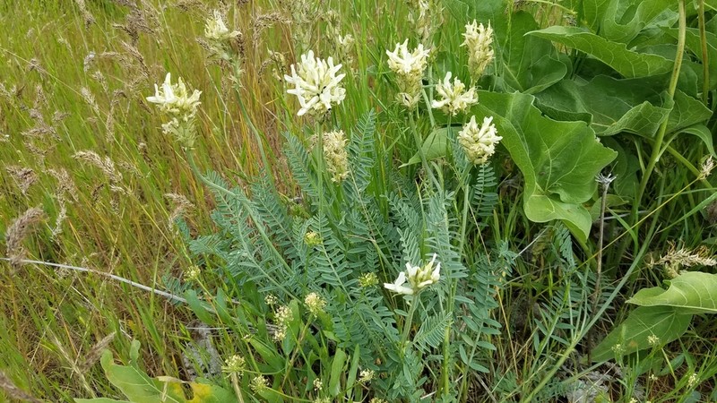 Hood River Milkvetch photo 7