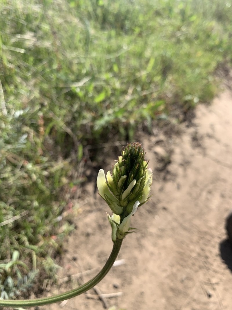 Hood River Milkvetch photo 8