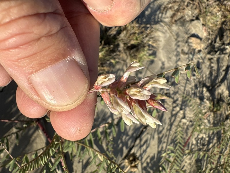 Horn's Milkvetch photo 2