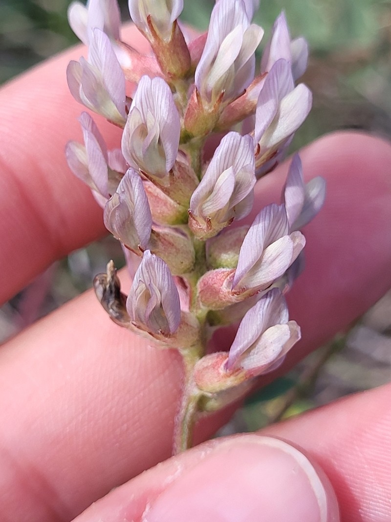 Horn's Milkvetch photo 3