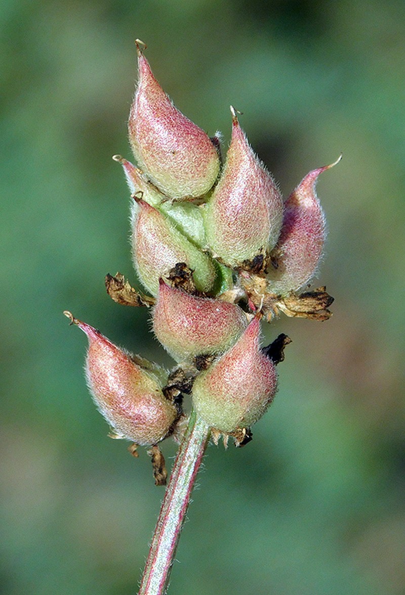 Horn's Milkvetch photo 5