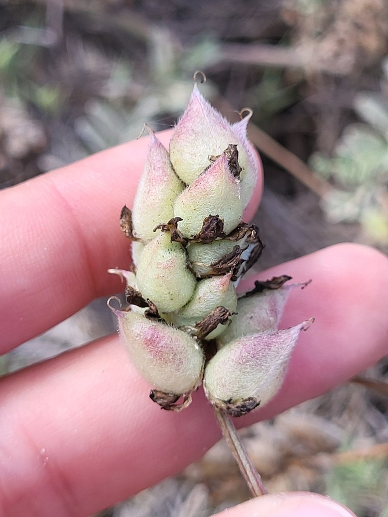 Horn's Milkvetch photo 7