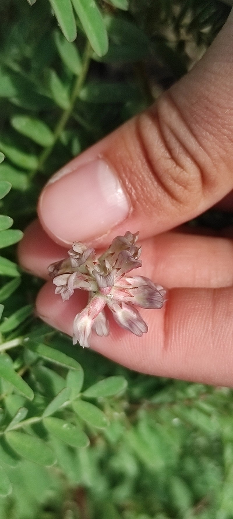 Horn's Milkvetch photo 8