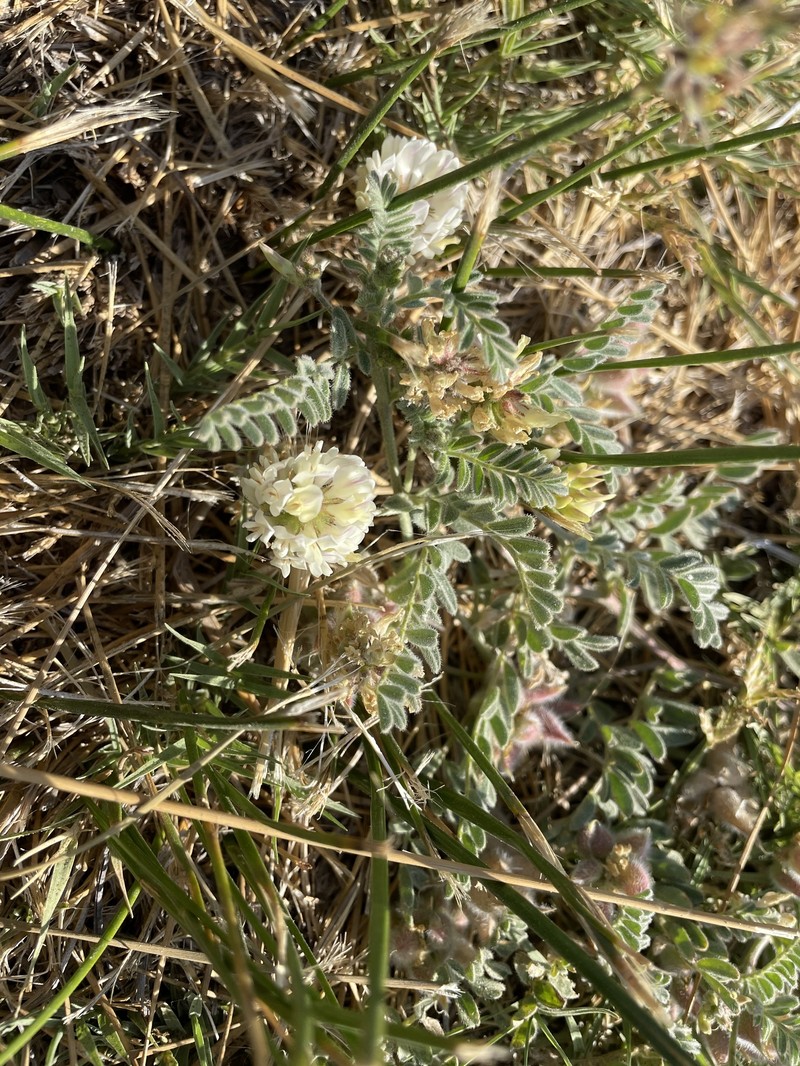 Astragalus hornii var. hornii photo 4