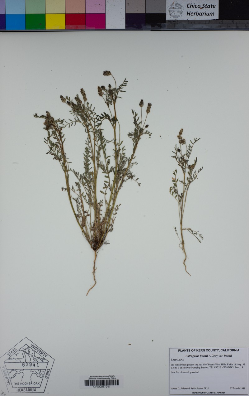 Astragalus hornii var. hornii
