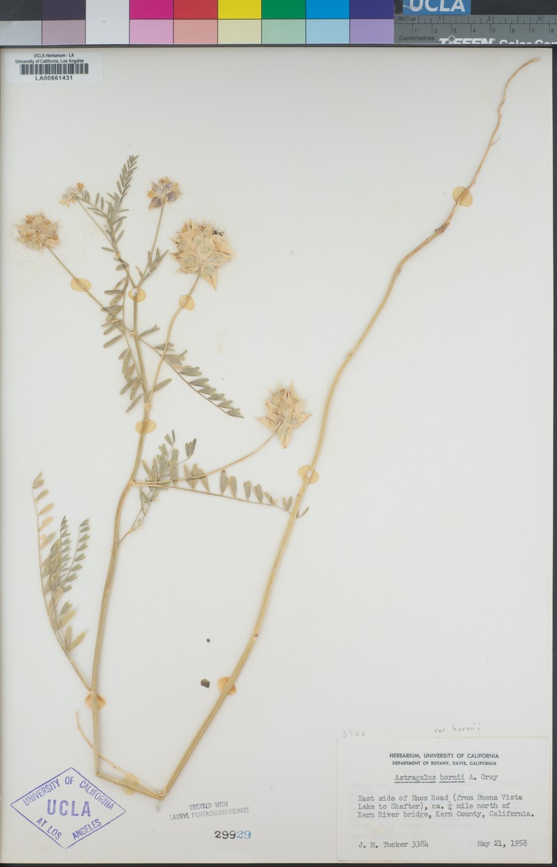 Astragalus hornii var. hornii photo 2