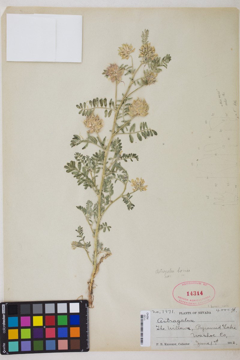 Astragalus hornii var. hornii photo 3