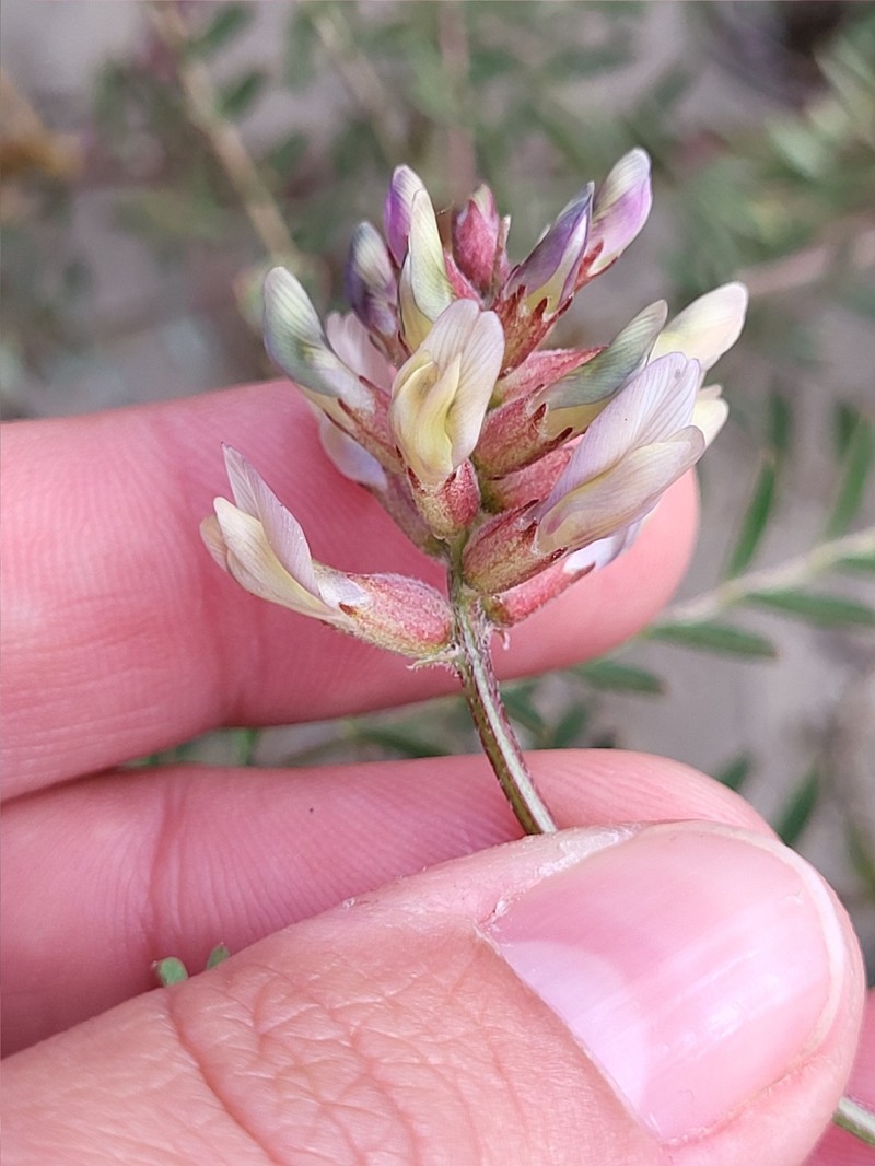 Astragalus hornii var. minutiflorus