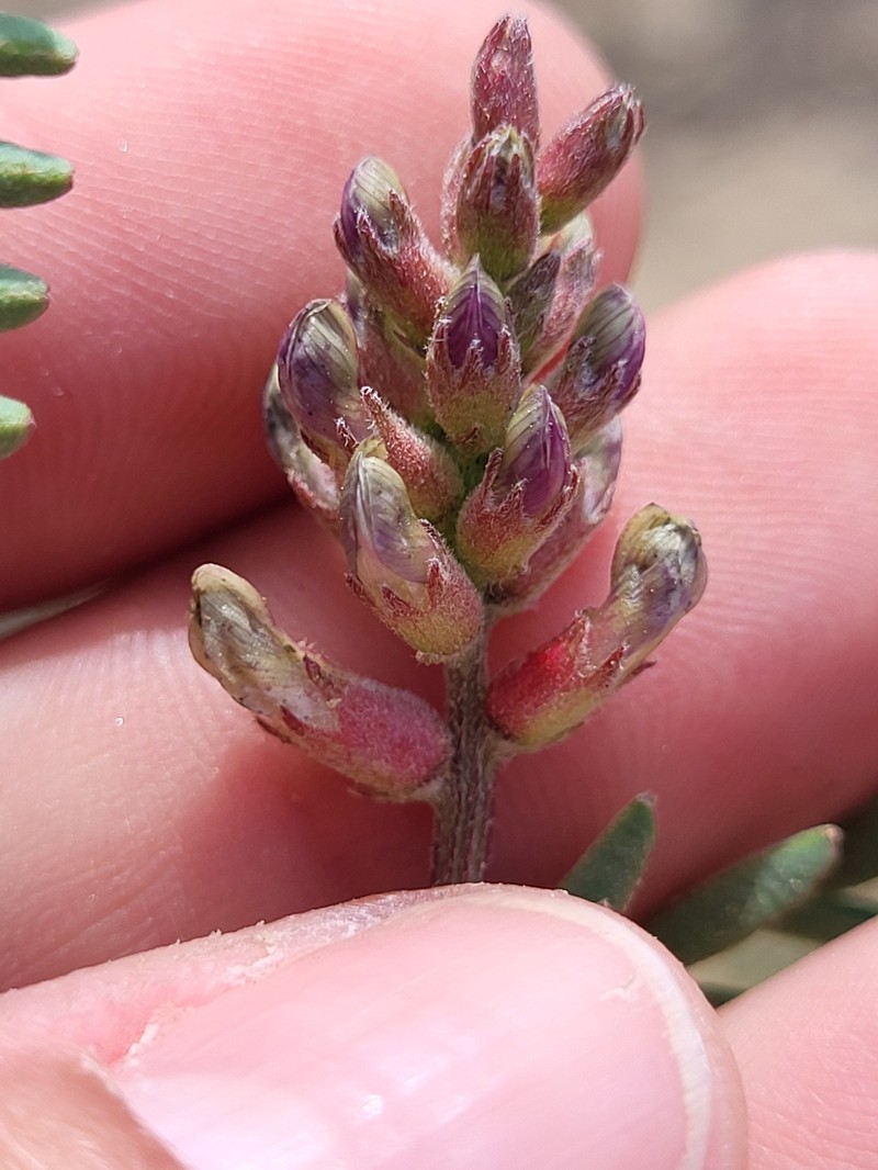 Astragalus hornii var. minutiflorus photo 2