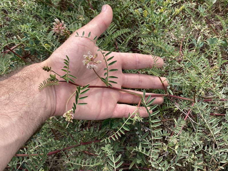 Astragalus hornii var. minutiflorus photo 3