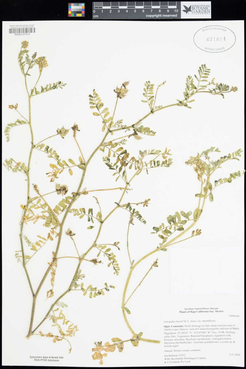 Astragalus hornii var. minutiflorus photo 4