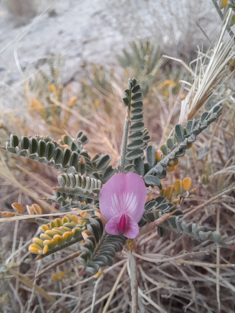 Astragalus horridus