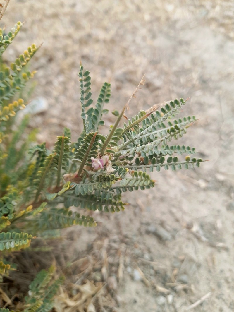 Astragalus horridus photo 2