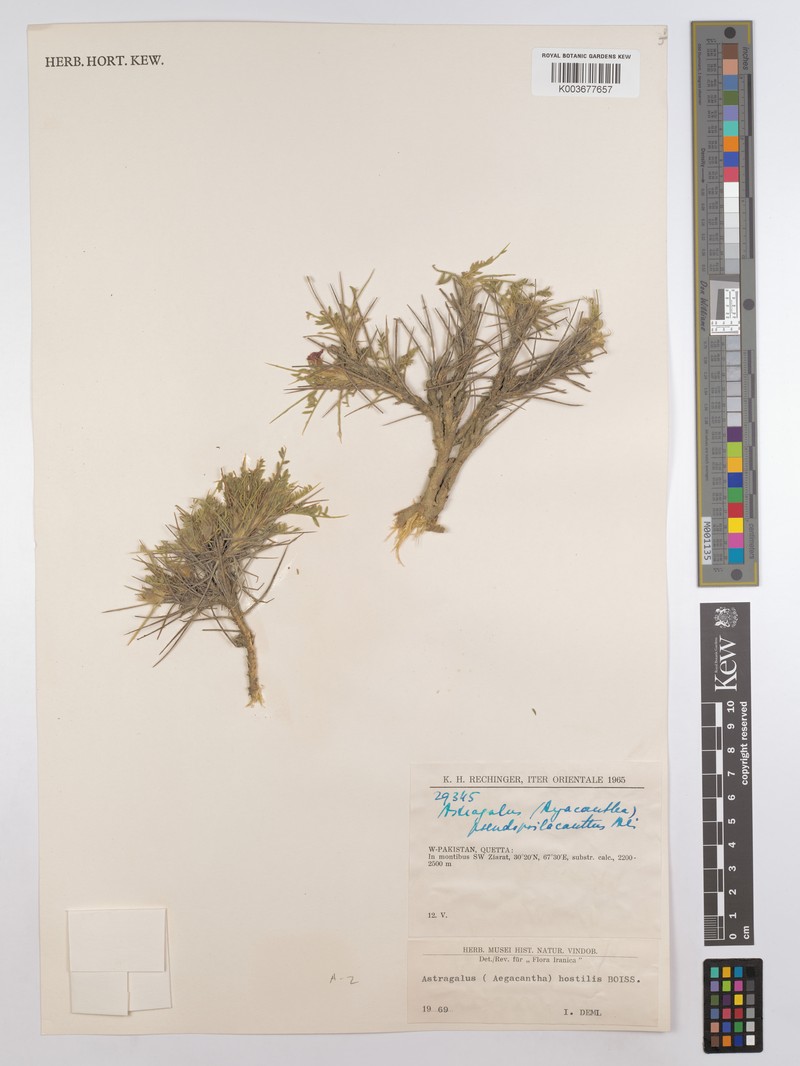 Astragalus hostilis