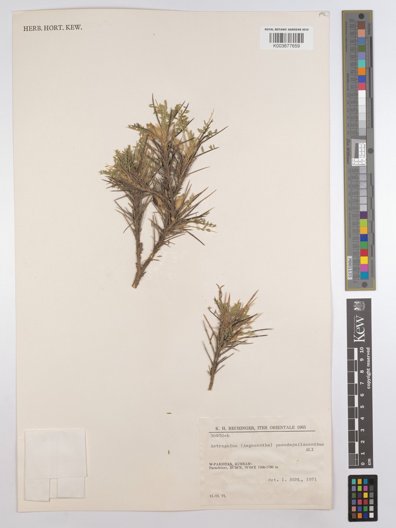 Astragalus hostilis photo 2
