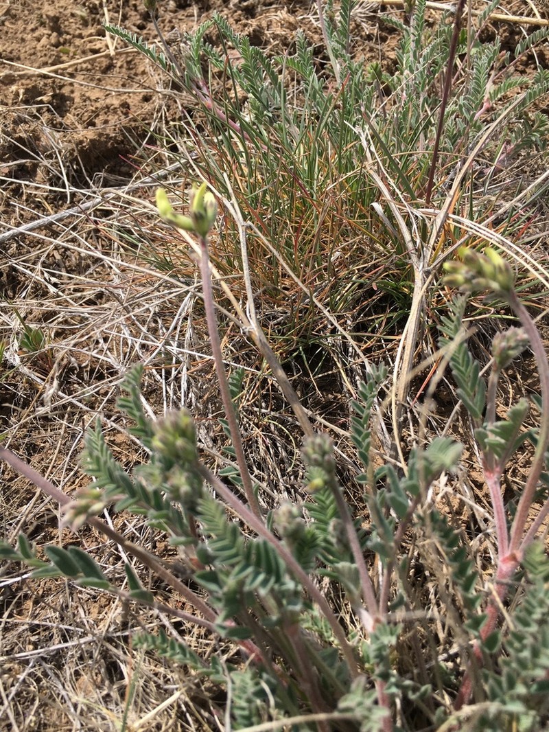Howell's Milkvetch