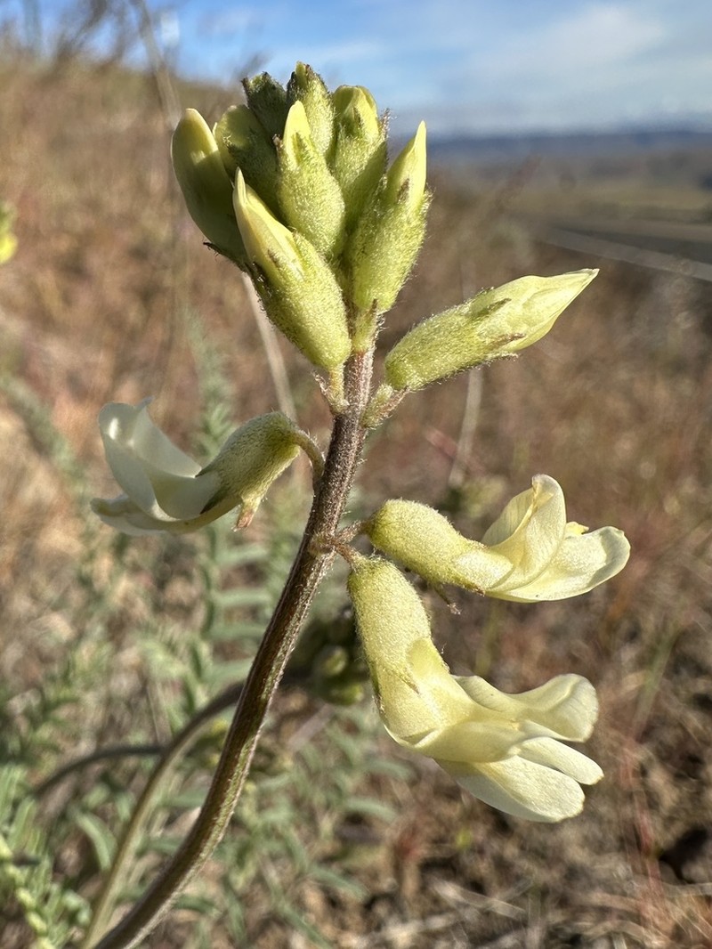 Howell's Milkvetch photo 2