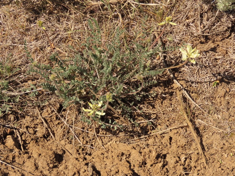 Howell's Milkvetch photo 3