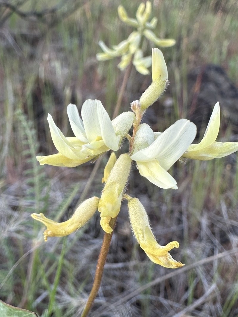 Howell's Milkvetch photo 4