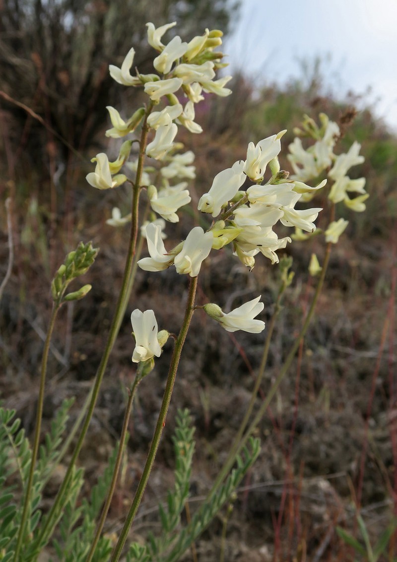 Howell's Milkvetch photo 5