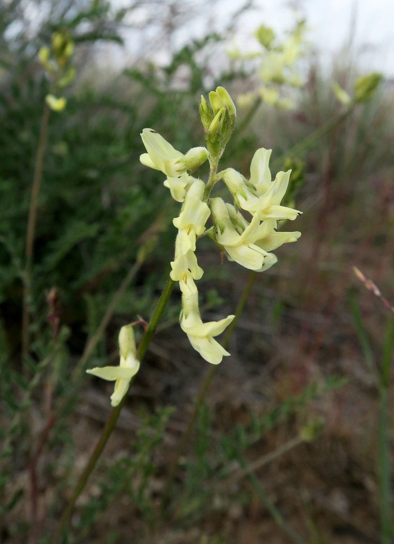 Howell's Milkvetch photo 7