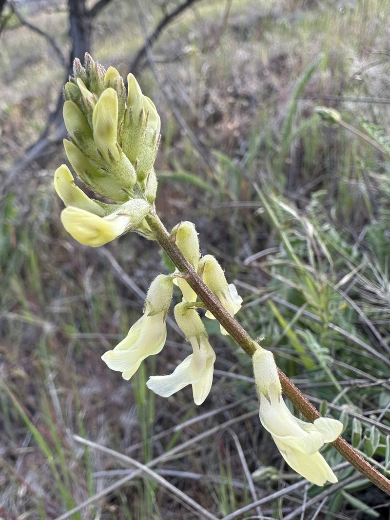 Howell's Milkvetch photo 8