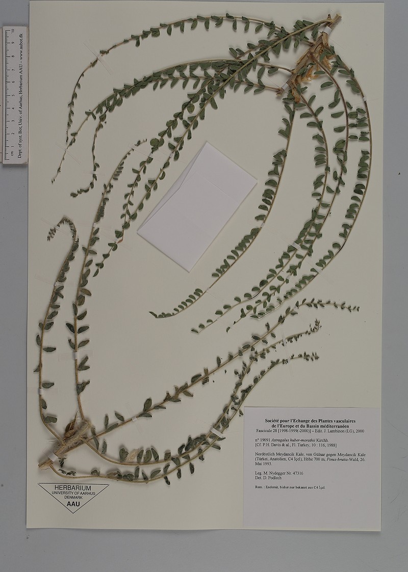 Astragalus huber-morathii