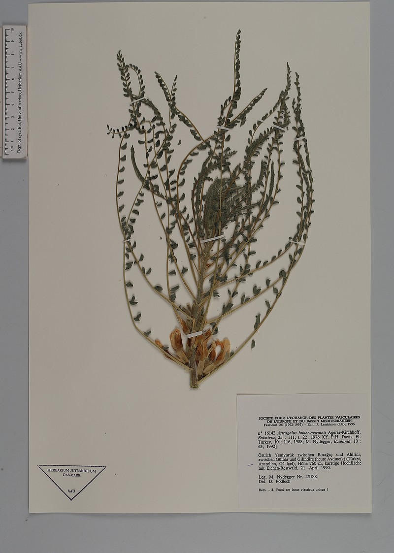 Astragalus huber-morathii photo 2
