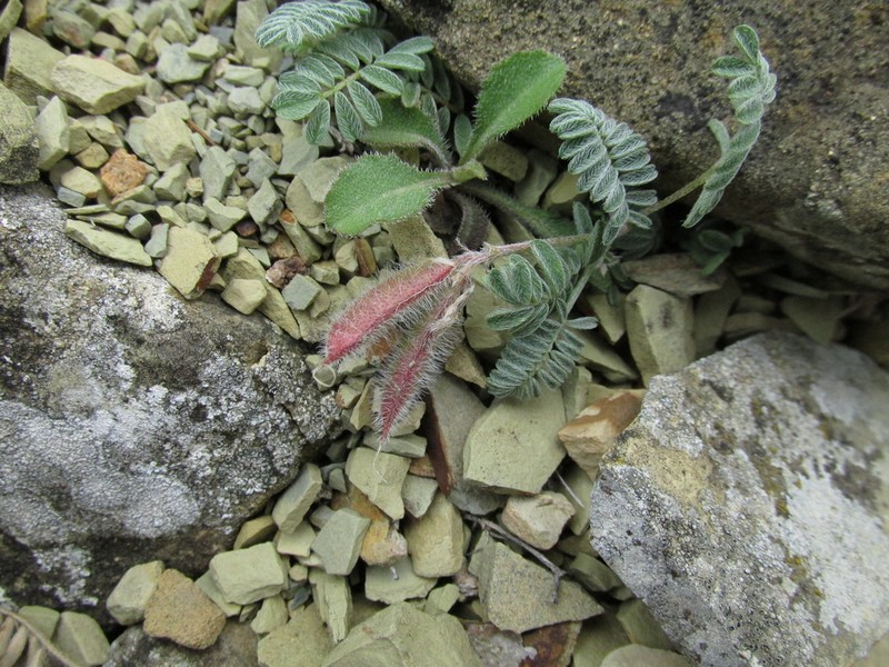 Astragalus humifusus