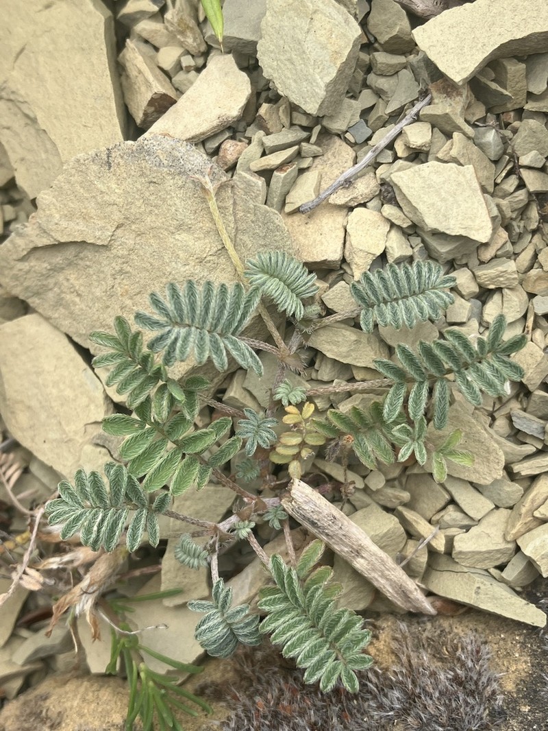 Astragalus humifusus photo 2
