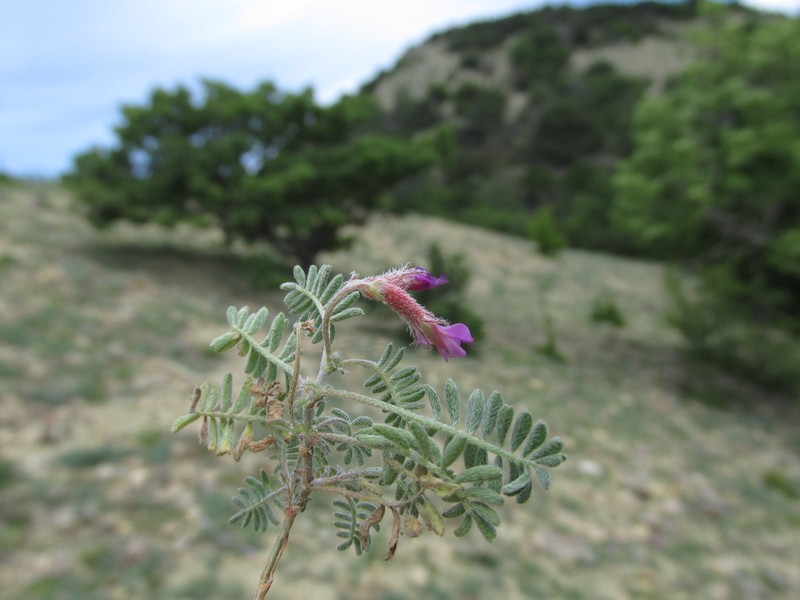 Astragalus humifusus photo 3