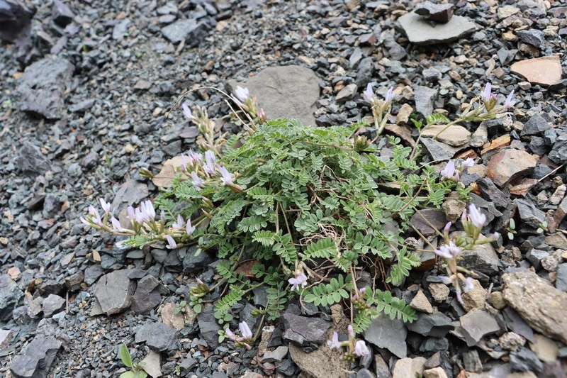 Astragalus humifusus photo 4