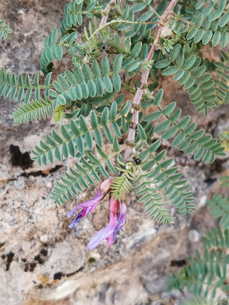 Astragalus humifusus photo 5