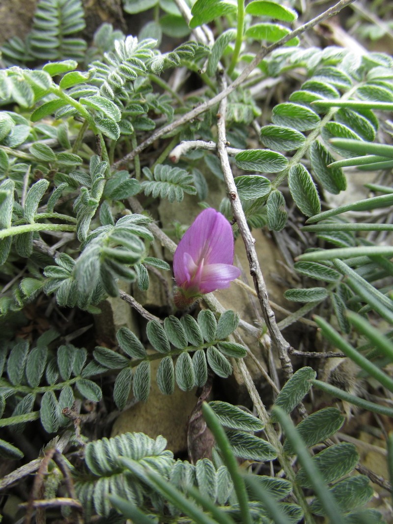 Astragalus humifusus photo 6