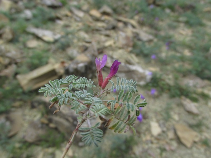 Astragalus humifusus photo 7
