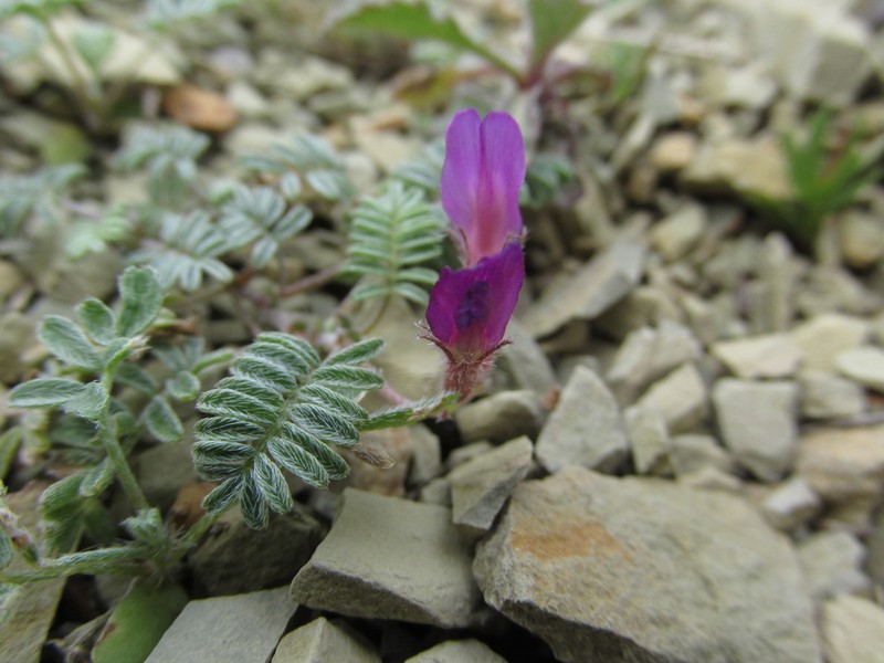 Astragalus humifusus photo 8