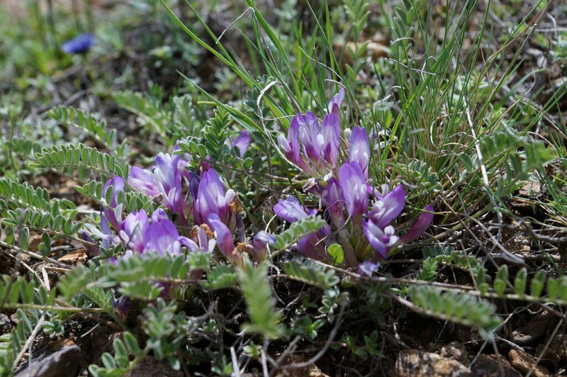 Astragalus humilis