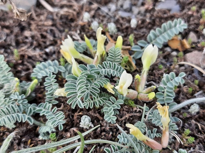 Astragalus humilis photo 2